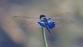 Rhyothemis triangularis male